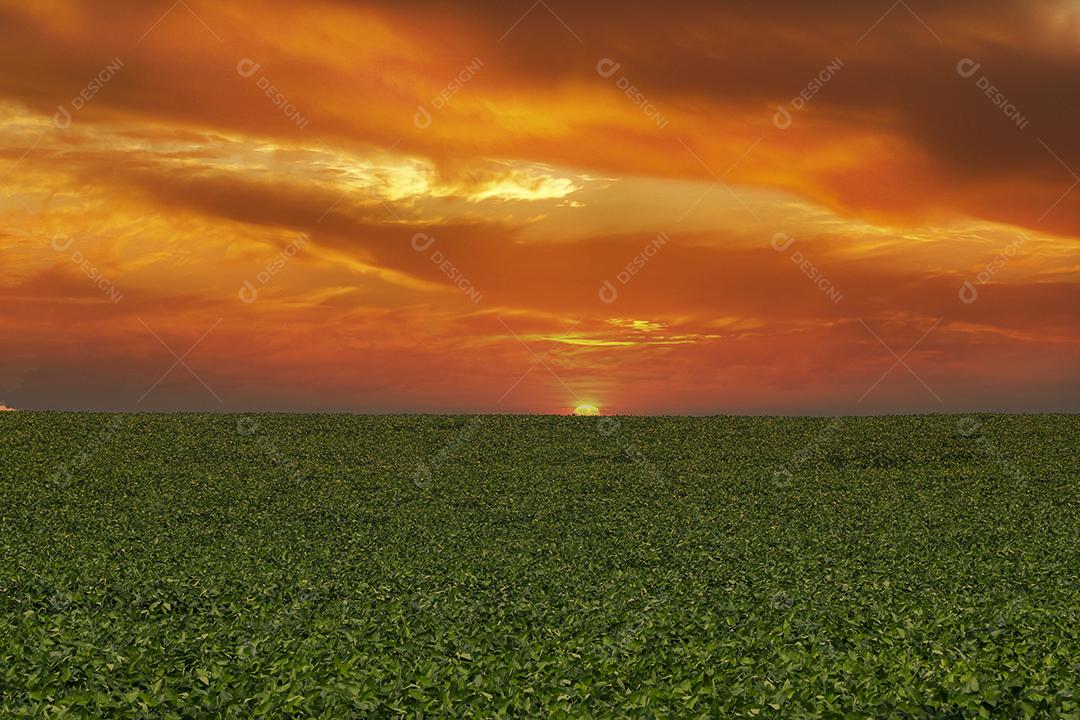 Fotos Plantação de soja agrícola no céu azul planta de soja verde crescente contra a luz solar