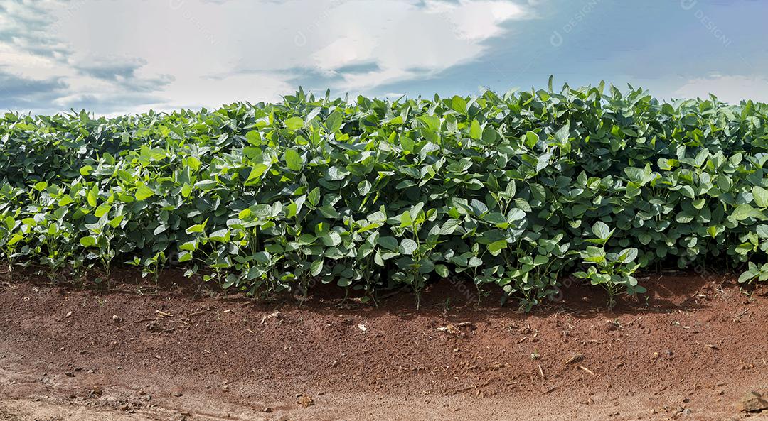 Fotos Plantação de soja agrícola no céu azul planta de soja verde crescente contra a luz solar