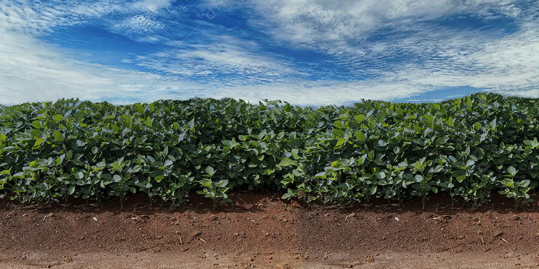Fotos Plantação de soja agrícola no céu azul planta de soja verde crescente contra a luz solar