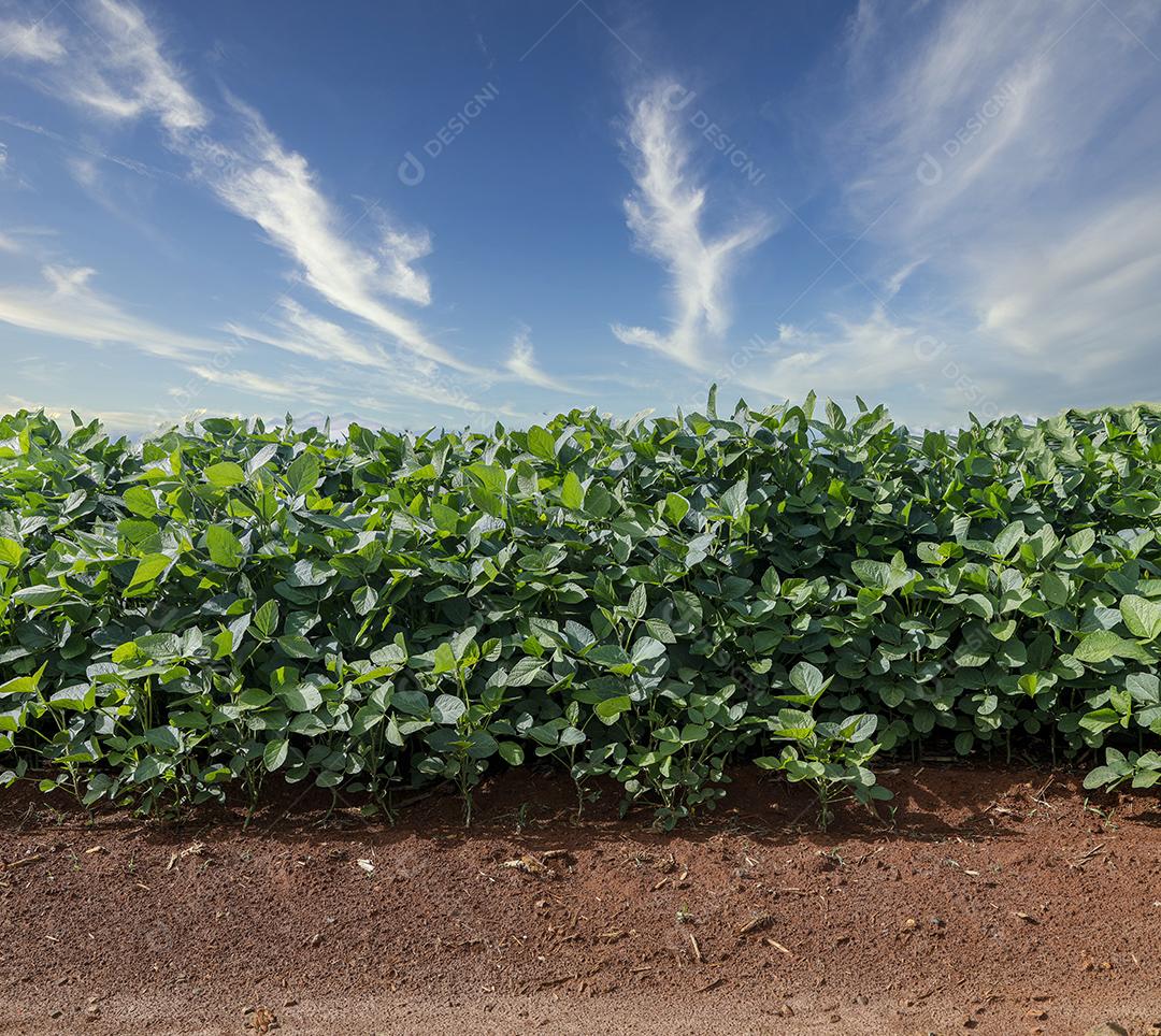Fotos Plantação de soja agrícola no céu azul planta de soja verde crescente contra a luz solar