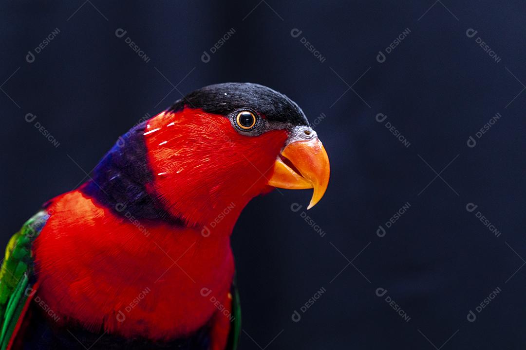 Passaro aves ao fundo azul Imagem JPG