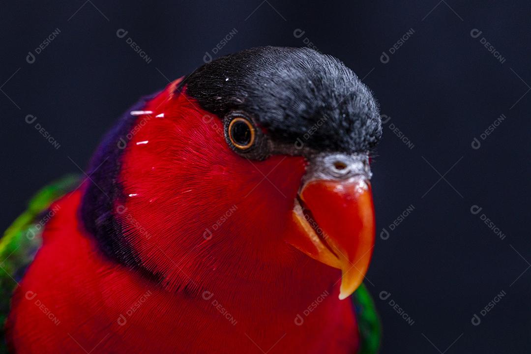 Passaro aves ao fundo azul Imagem JPG