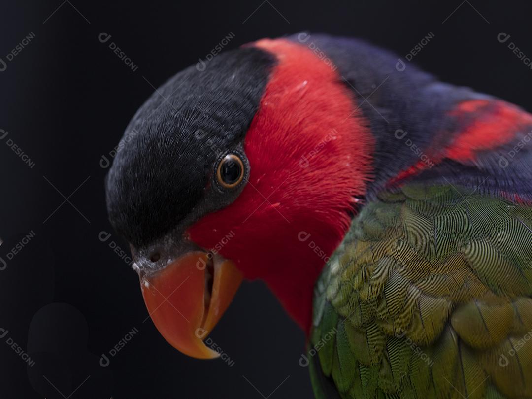 Passaro aves ao fundo azul Imagem JPG