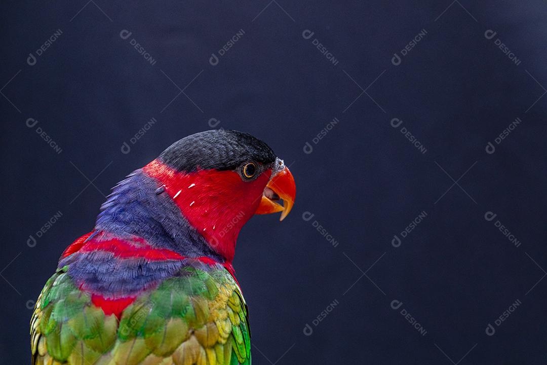 Passaro aves ao fundo azul Imagem JPG