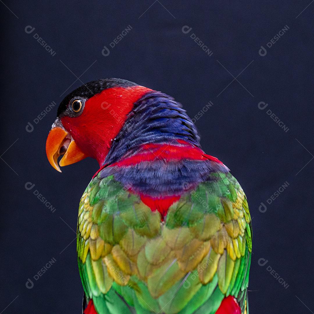 Passaro aves ao fundo azul Imagem JPG