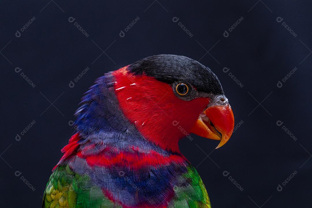 Passaro aves ao fundo azul Imagem JPG