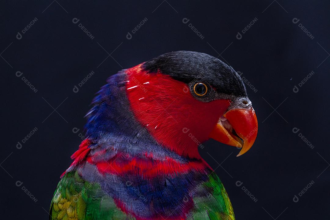 Passaro aves ao fundo azul Imagem JPG