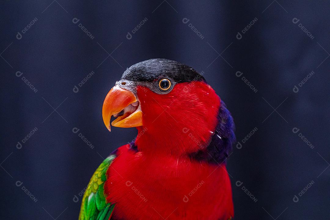 Passaro aves ao fundo azul Imagem JPG