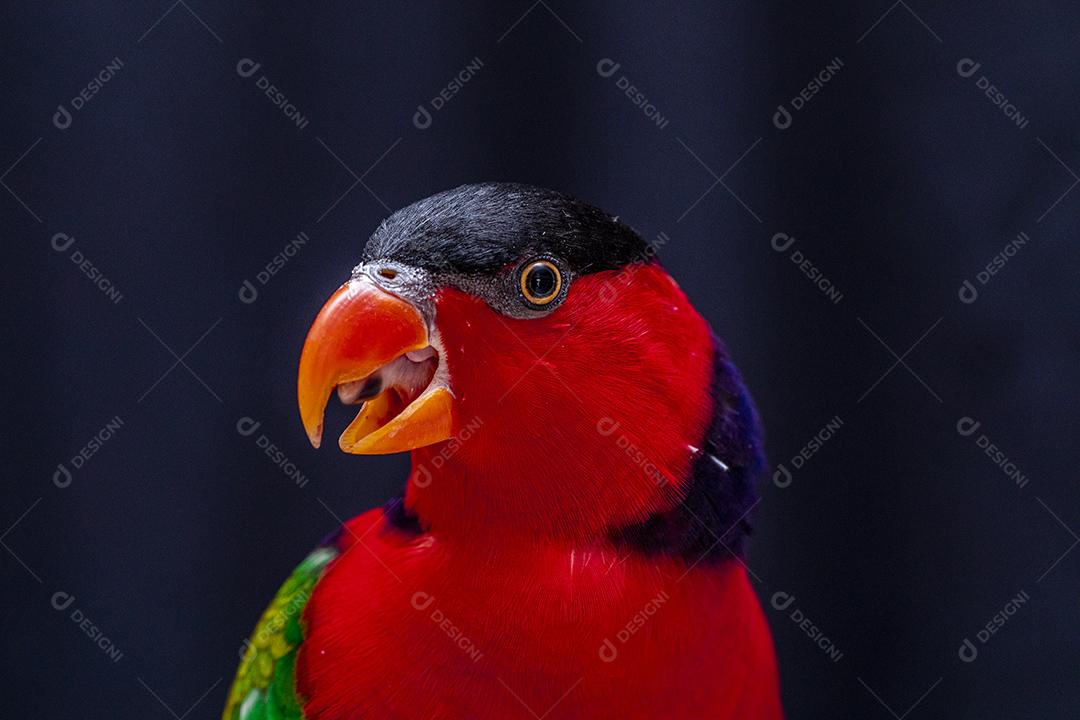 Passaro aves ao fundo azul Imagem JPG