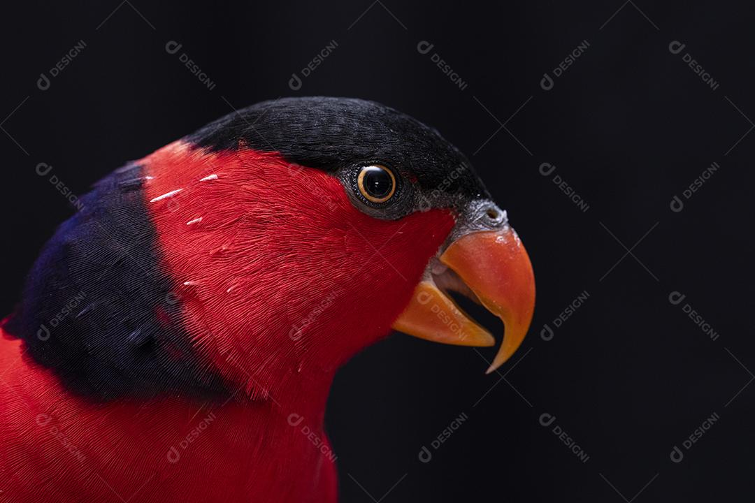 Passaro aves ao fundo azul Imagem JPG