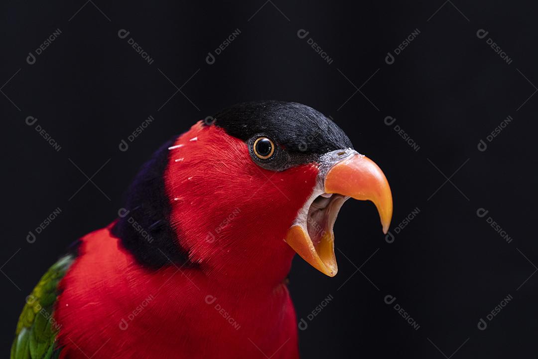 Passaro aves ao fundo azul Imagem JPG