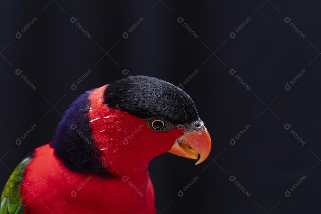 Passaro aves ao fundo azul Imagem JPG