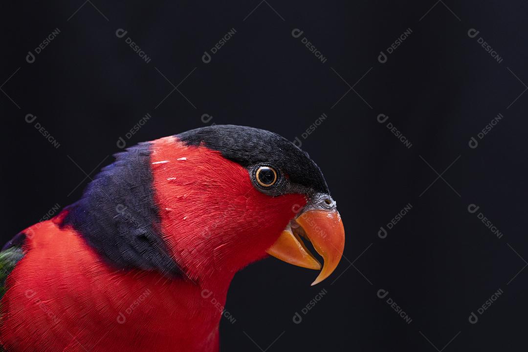 Passaro aves ao fundo azul Imagem JPG