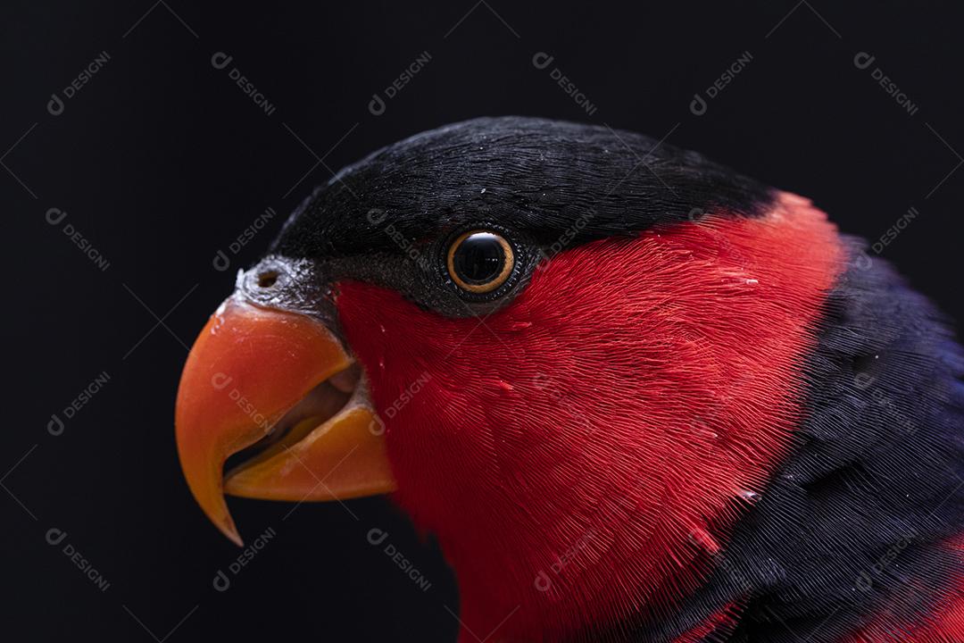 Passaro aves ao fundo azul Imagem JPG