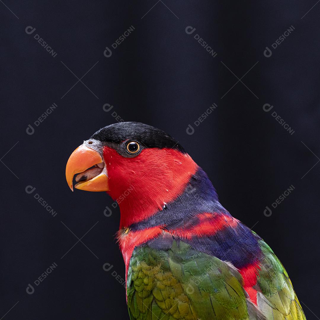 Passaro aves ao fundo azul Imagem JPG