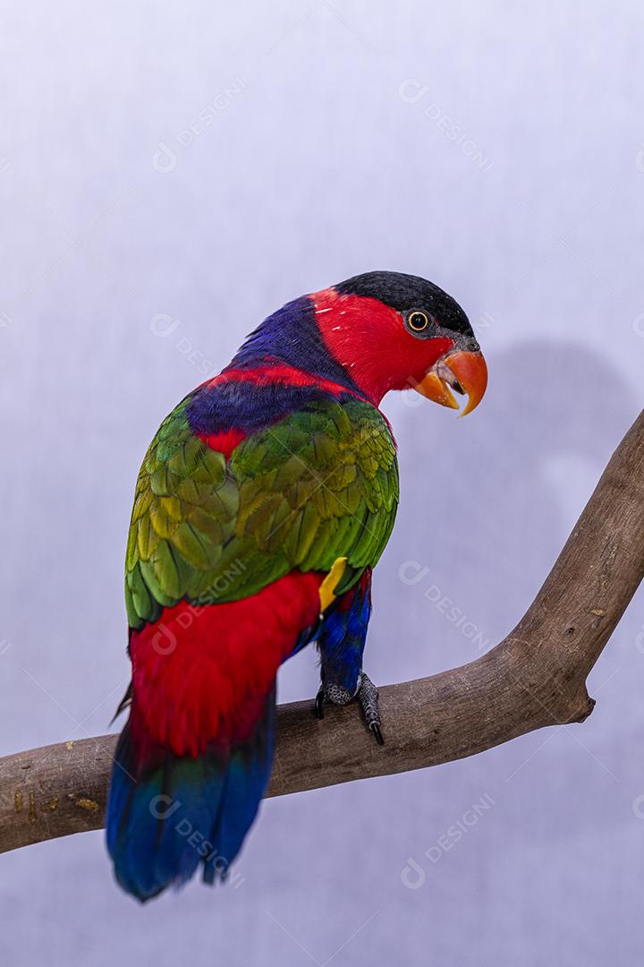 Passaro aves ao fundo branco Imagem JPG