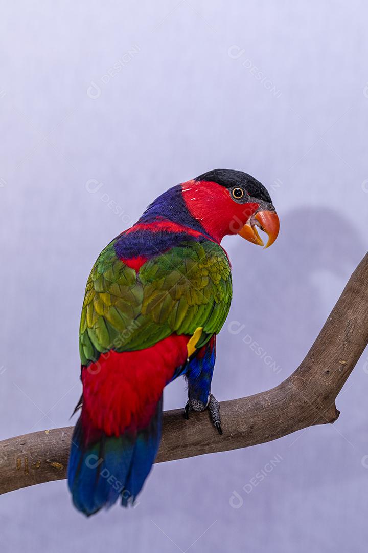 Passaro aves ao fundo branco Imagem JPG