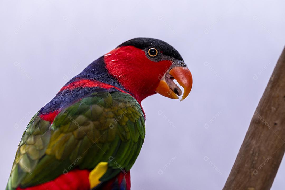 Passaro aves ao fundo branco Imagem JPG