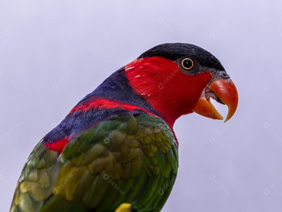 Passaro aves ao fundo branco Imagem JPG