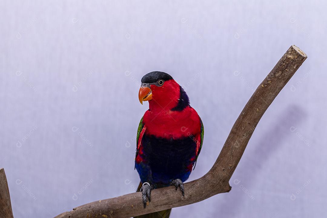 Passaro aves ao fundo branco Imagem JPG