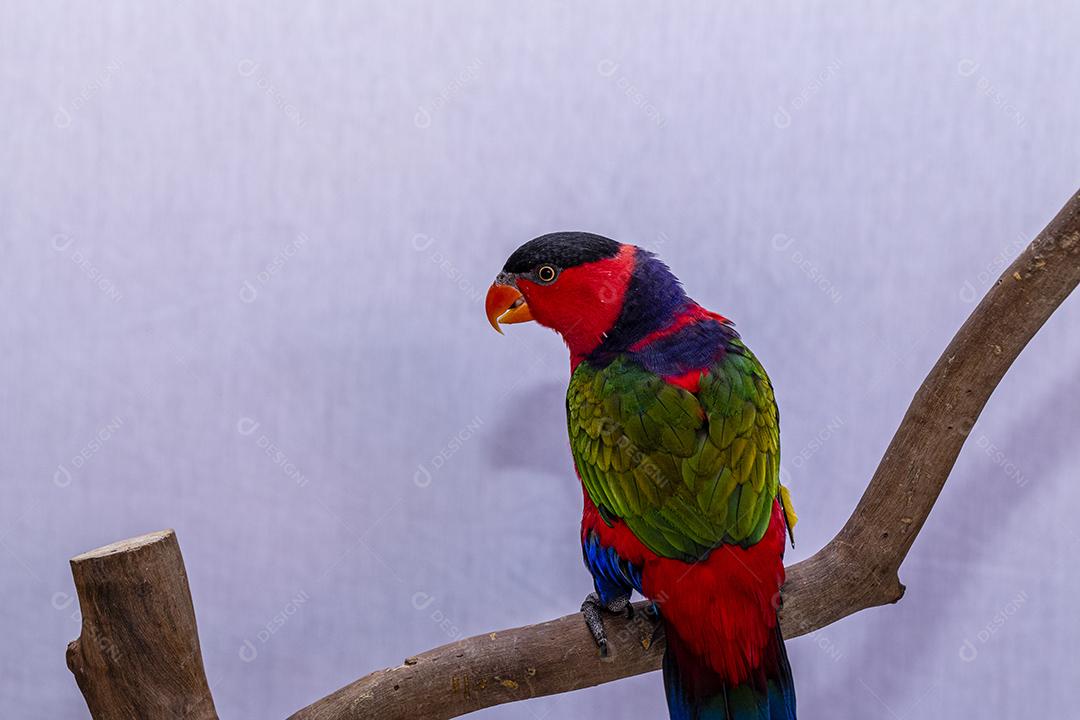 Passaro aves ao fundo branco Imagem JPG