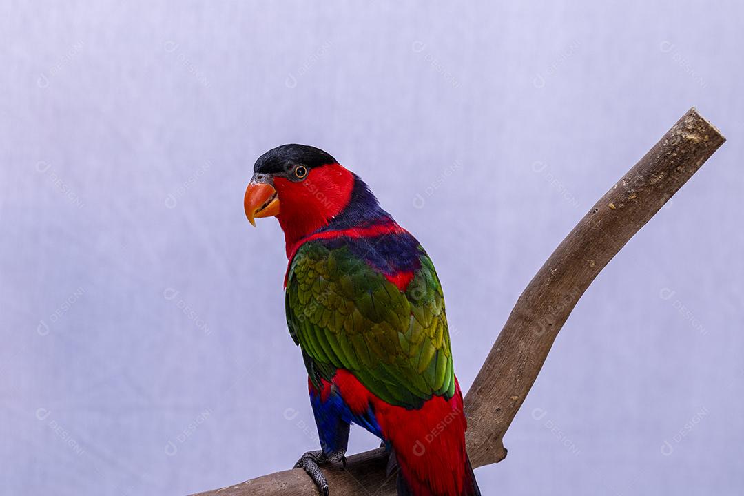 Passaro aves ao fundo branco Imagem JPG