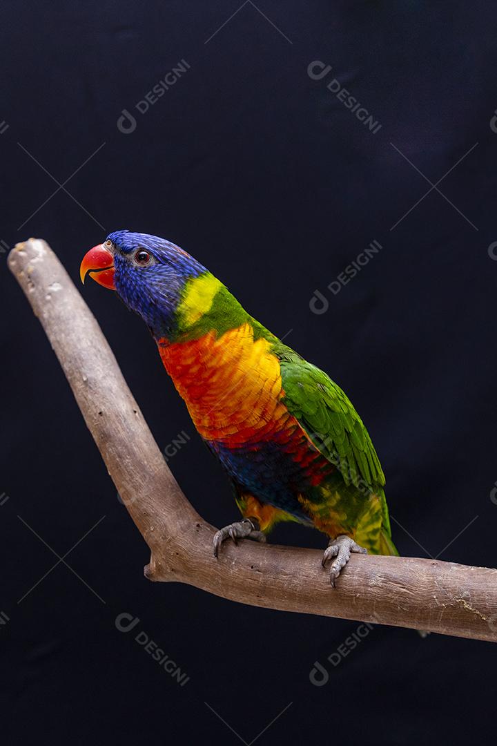 Papagaio trichoglossus moluccanus na vara de madeira Imagem JPG