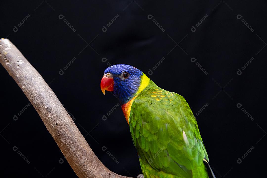 Papagaio trichoglossus moluccanus na vara de madeira Imagem JPG