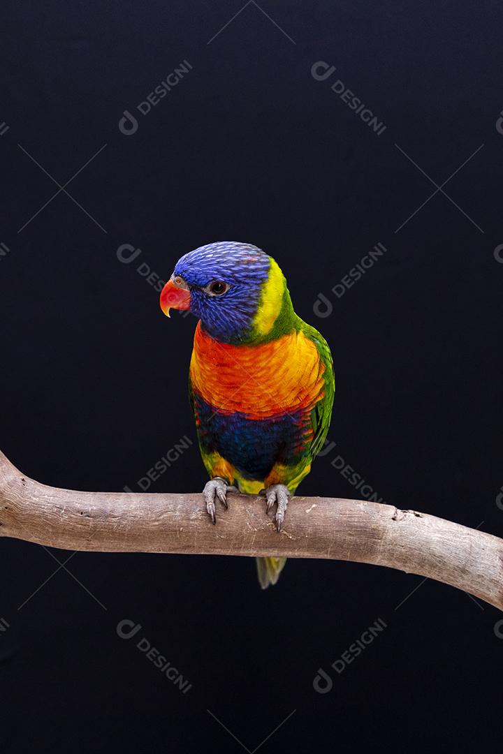 Papagaio trichoglossus moluccanus na vara de madeira Imagem JPG