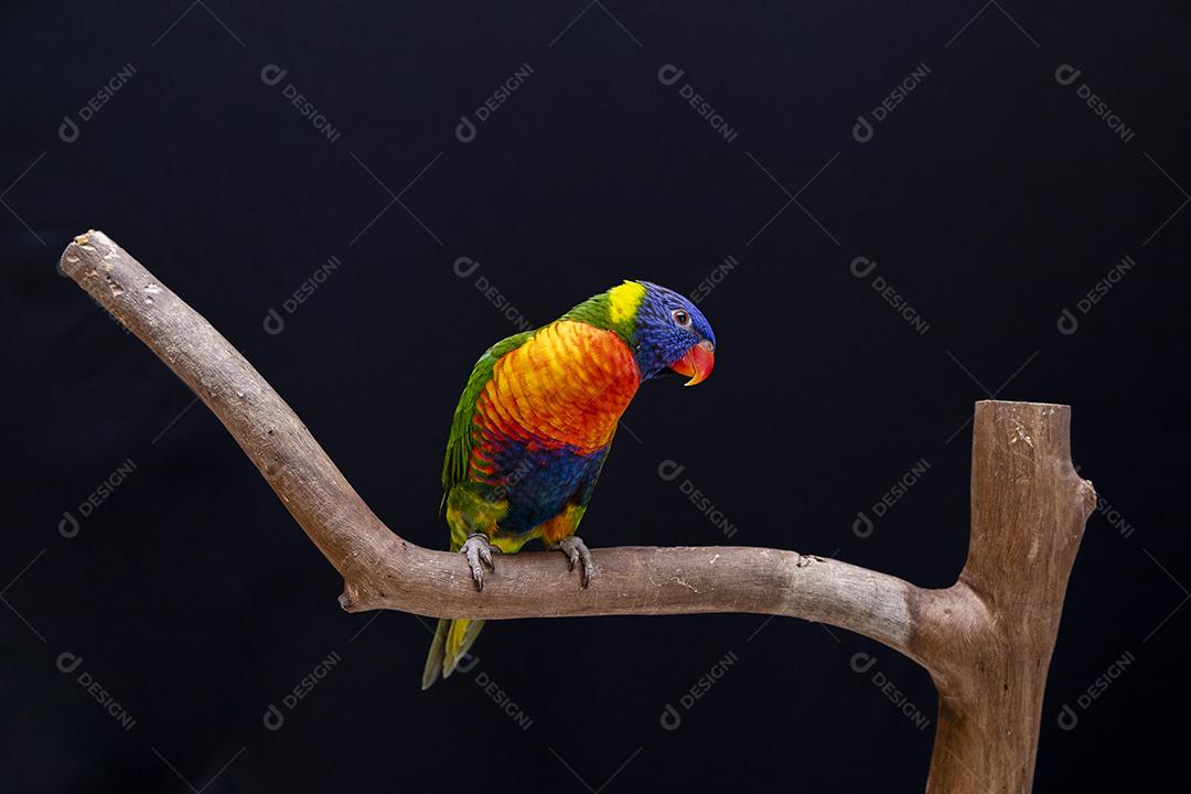 Pictures Parrot Trichoglossus moluccanus on wooden stick