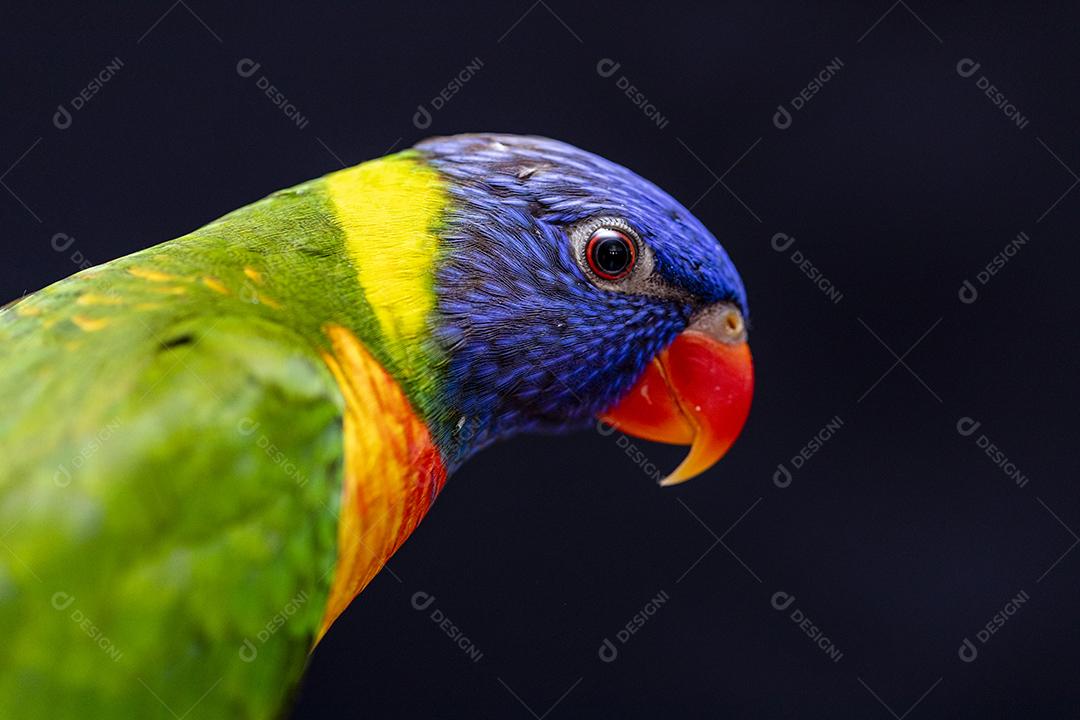 Fotos Papagaio Trichoglossus moluccanus na vara de madeira