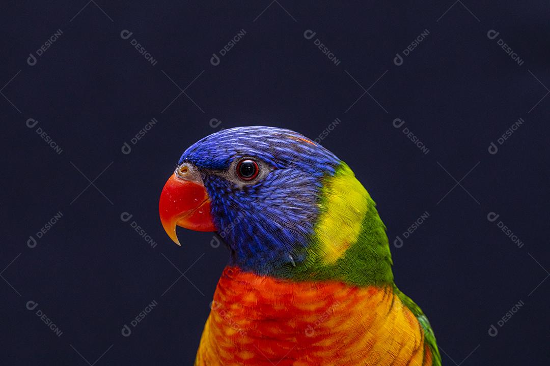 Fotos Papagaio Trichoglossus moluccanus na vara de madeira