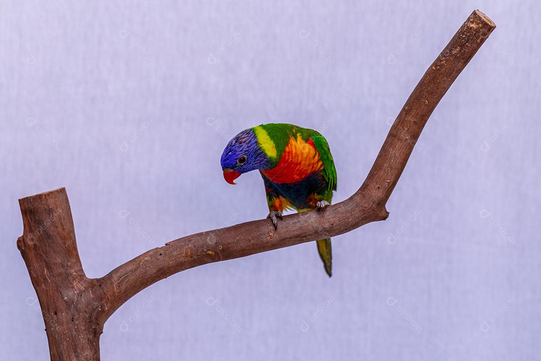 Fotos Papagaio Trichoglossus moluccanus na vara de madeira