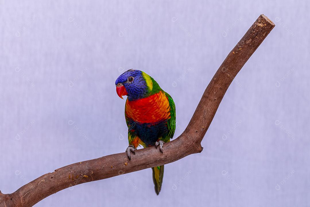 Fotos Papagaio Trichoglossus moluccanus na vara de madeira