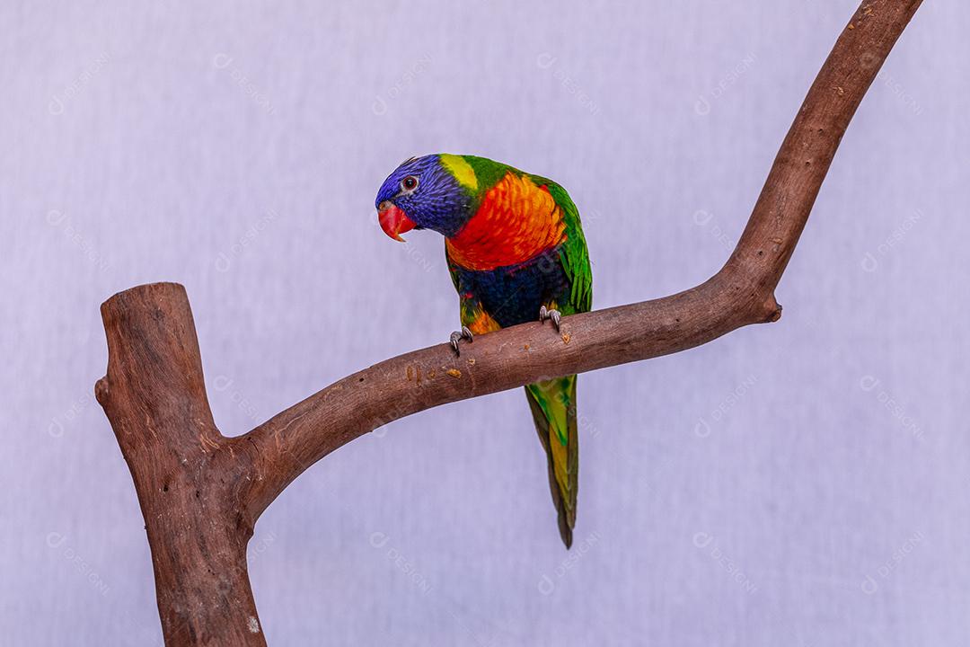 Fotos Papagaio Trichoglossus moluccanus na vara de madeira