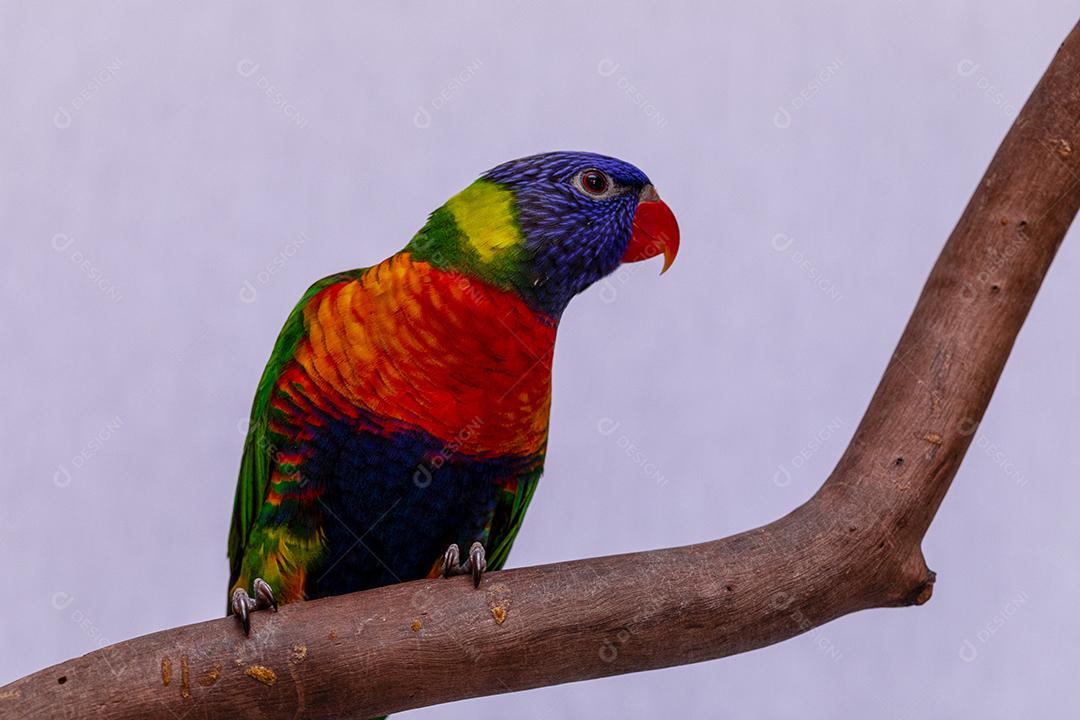 Fotos Papagaio Trichoglossus moluccanus na vara de madeira