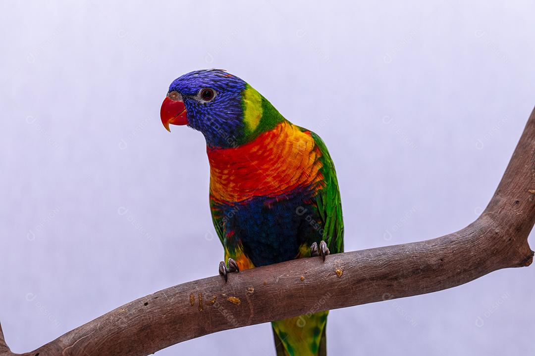 Fotos Papagaio Trichoglossus moluccanus na vara de madeira