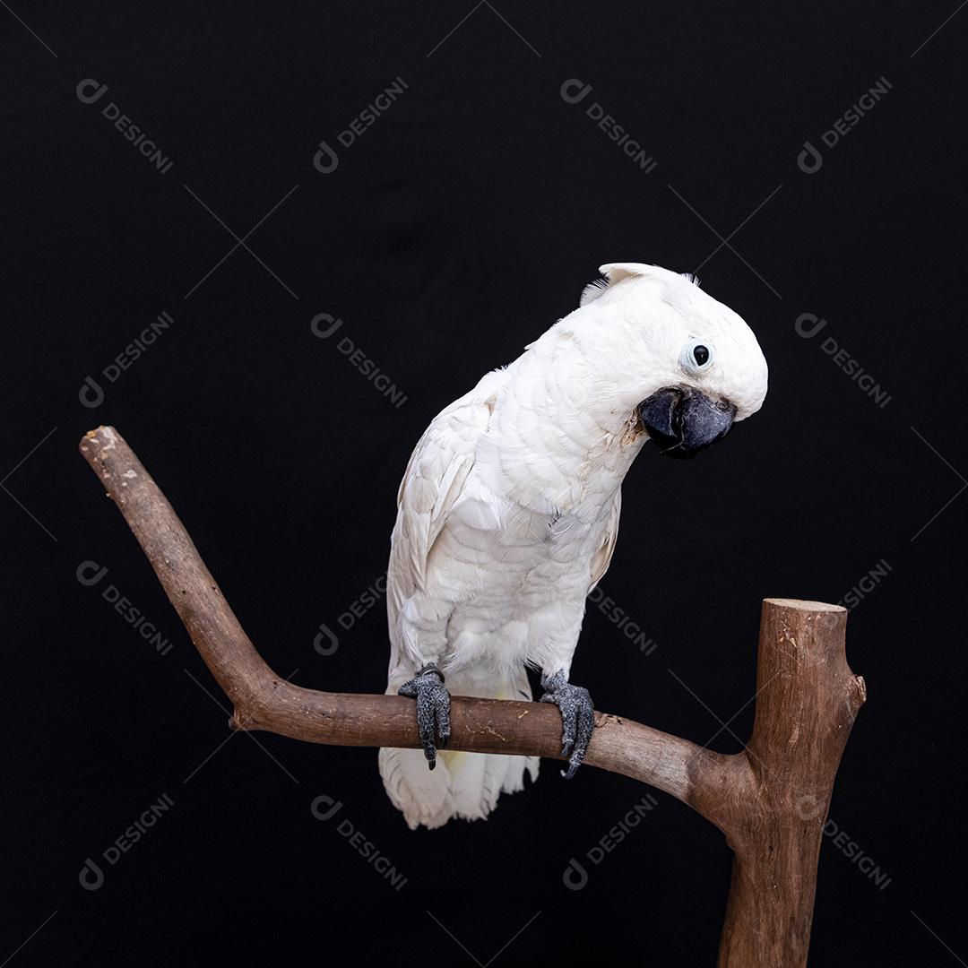 Cacatua branca com fundo preto Imagem JPG