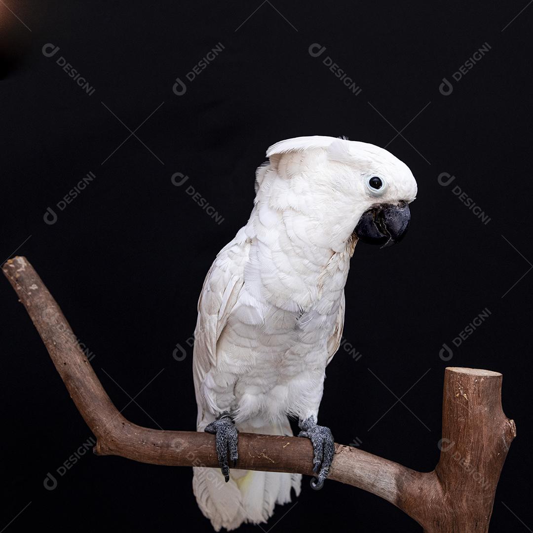 Cacatua branca com fundo preto Imagem JPG
