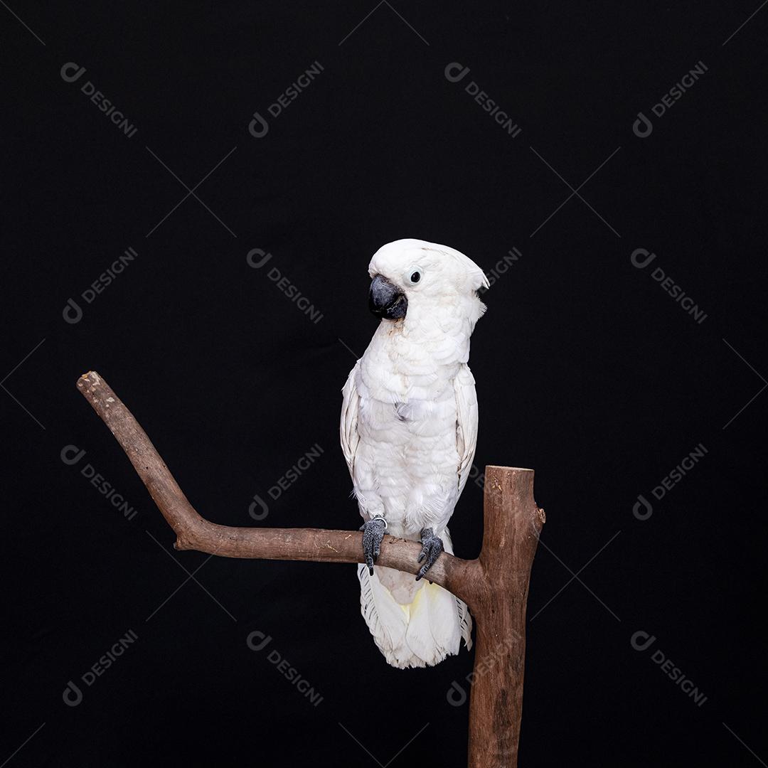 Cacatua branca com fundo preto Imagem JPG