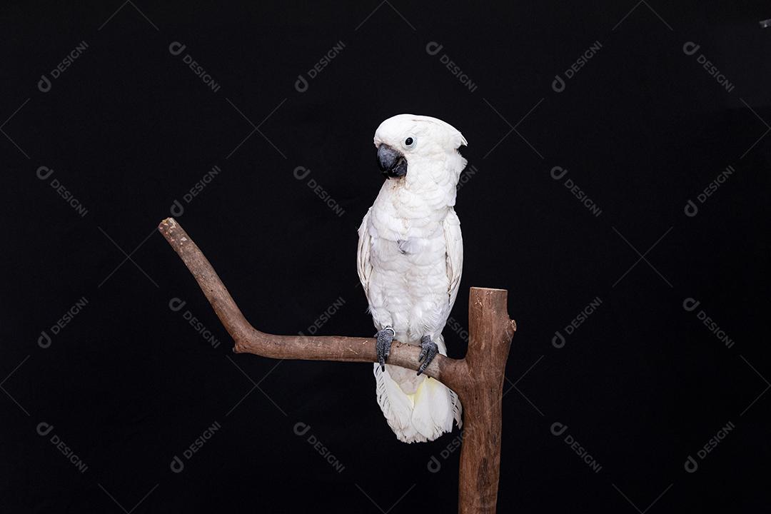 Cacatua branca com fundo preto Imagem JPG