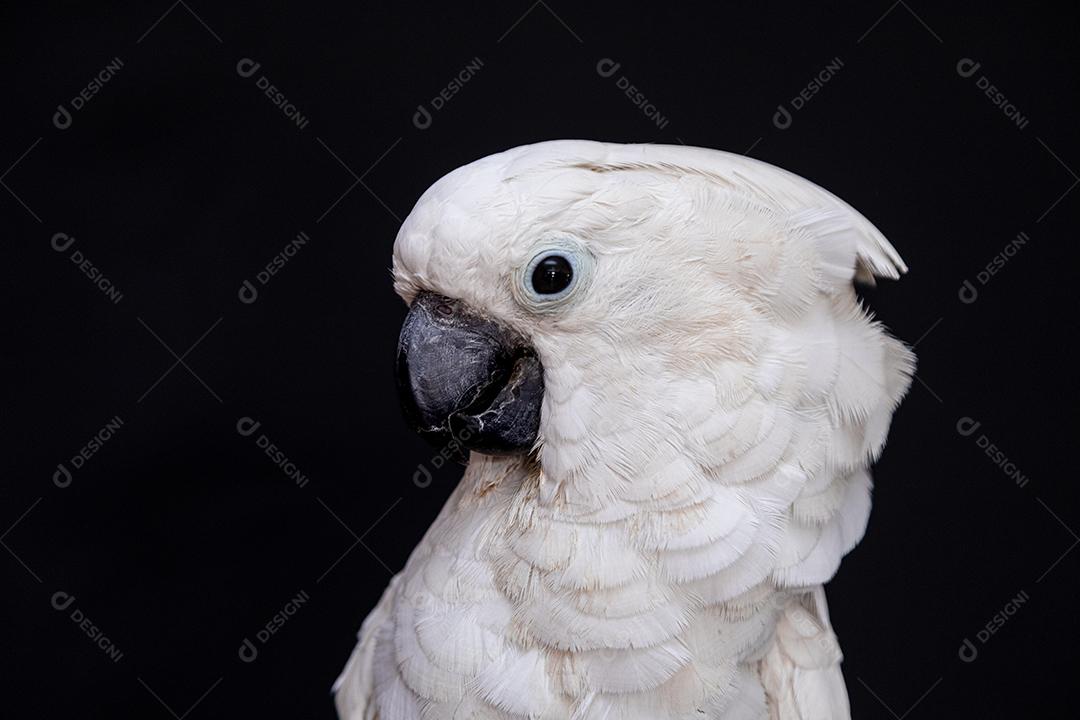 Cacatua branca com fundo preto Imagem JPG