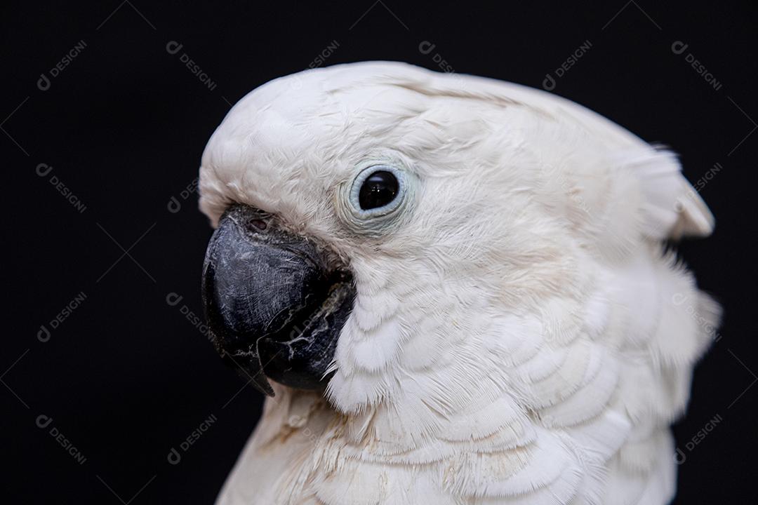 Cacatua branca com fundo preto Imagem JPG