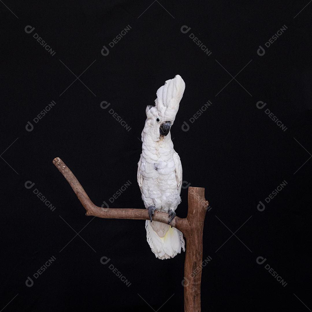 Cacatua branca com fundo preto Imagem JPG