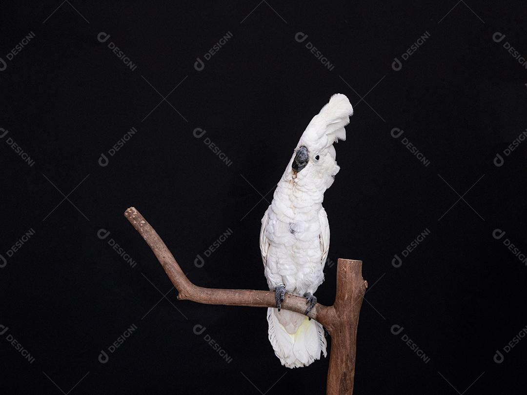 Cacatua branca com fundo preto Imagem JPG