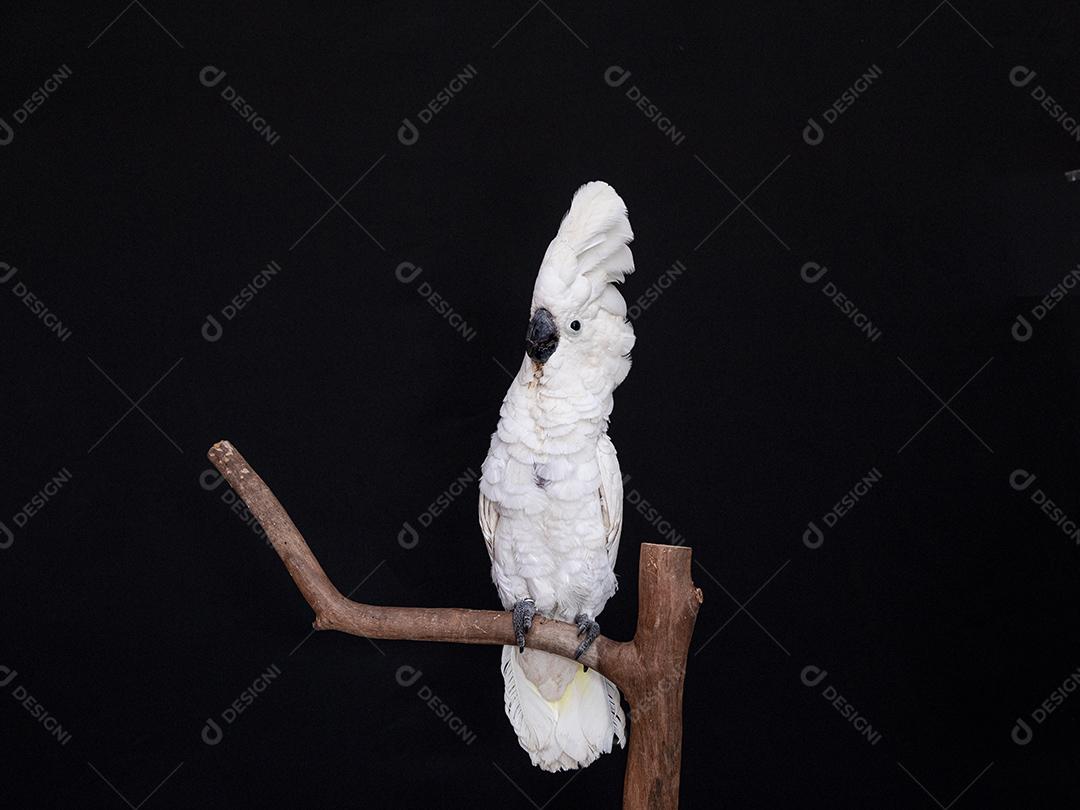 Cacatua branca com fundo preto Imagem JPG