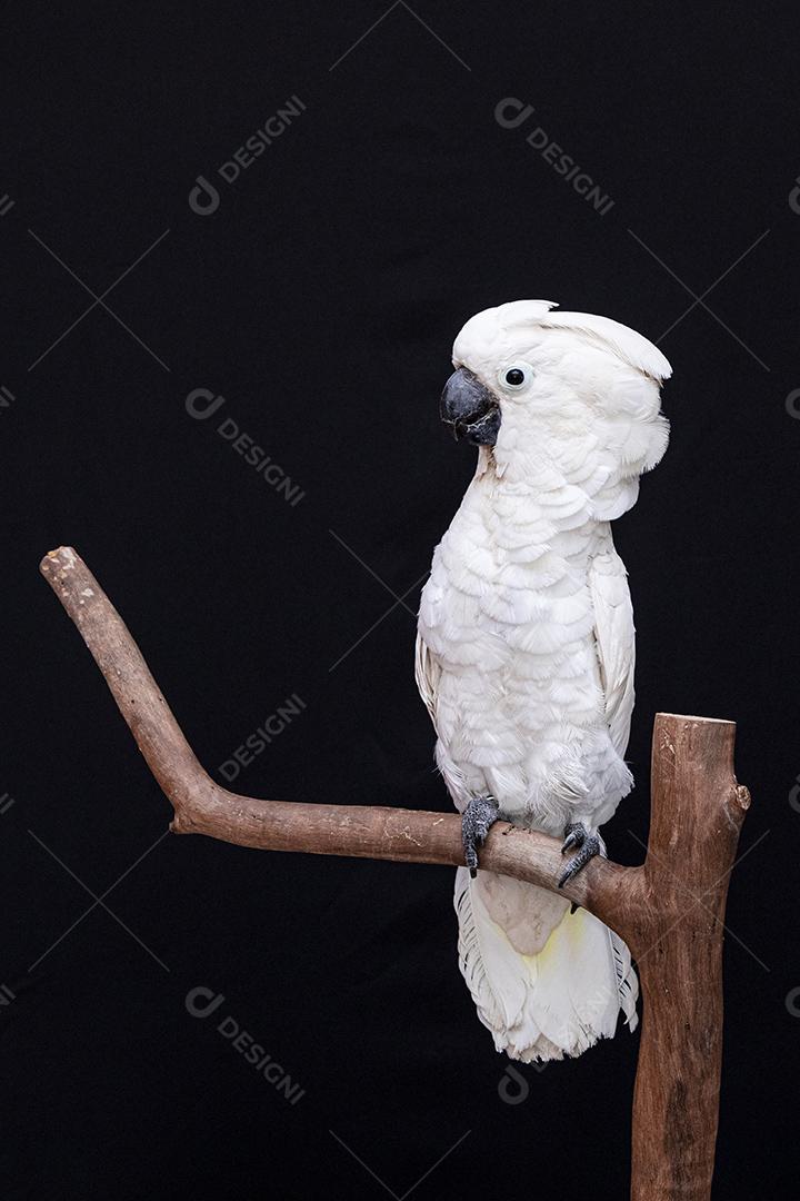 Cacatua branca com fundo preto Imagem JPG