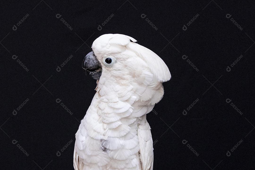 Cacatua branca com fundo preto Imagem JPG