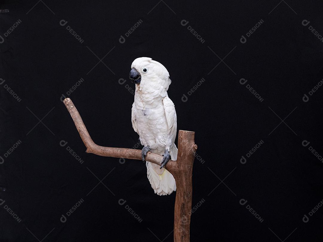 Cacatua branca com fundo preto Imagem JPG