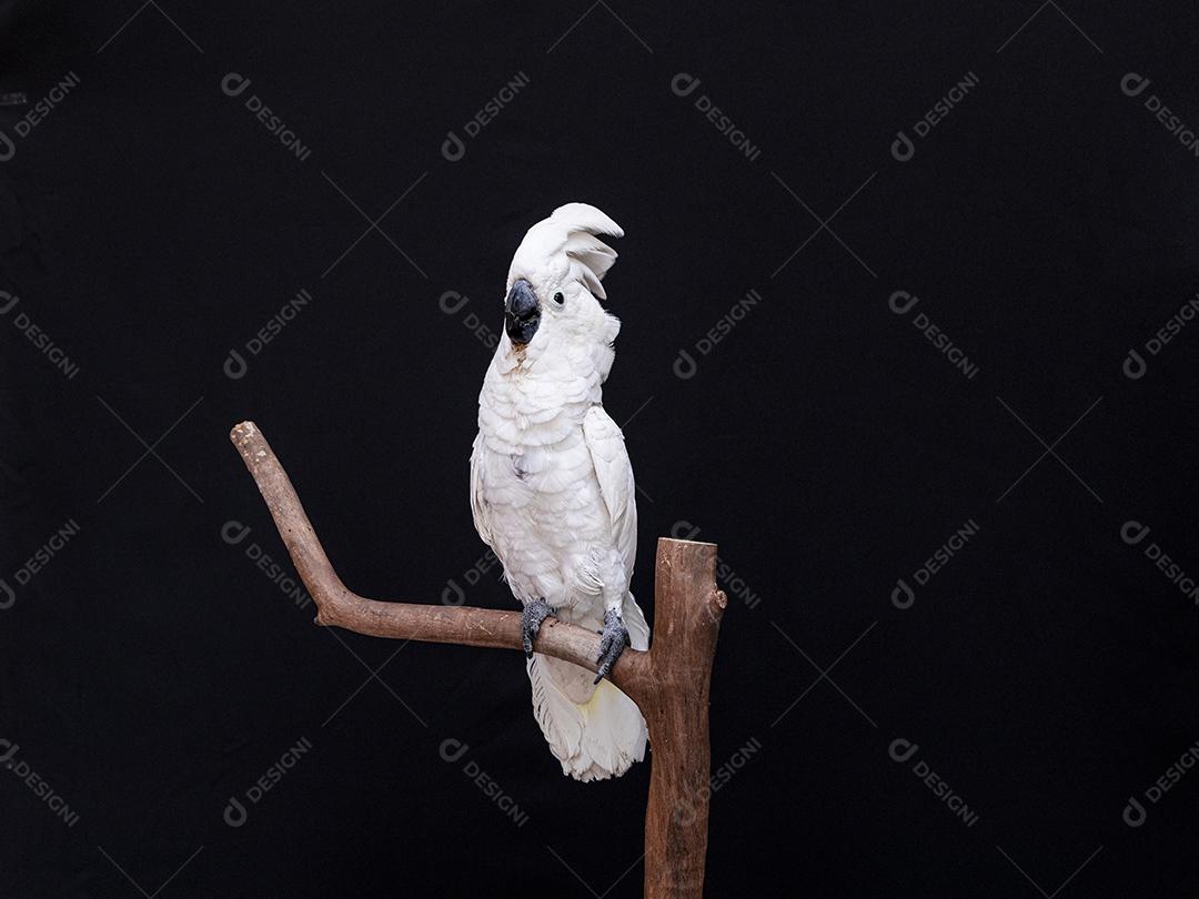 Cacatua branca com fundo preto Imagem JPG